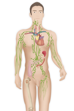 Positions of the lymph nodes